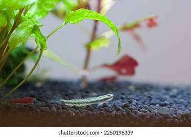 Peixe gobi azul neon Stiphodon atropurpureus fêmea em aquário Nano comendo algas