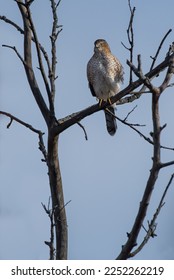 Mládě Cooper's Hawk sedí vysoko na větvi. Taylor Creek Park, Toronto, Ontario, Kanada.