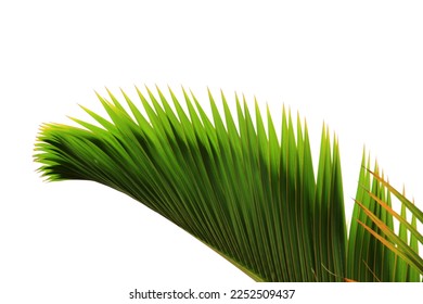 Hoja de coco verde o rama de árbol aislada sobre fondo blanco con ruta de recorte. Enfoque de selección.