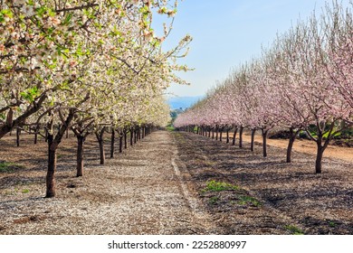 Israel. Gorgeous almond grove in bloom. White and pink flowering almond trees grow in even rows. Fallen flowers cover the ground like an even carpet. Wonderful spring day
