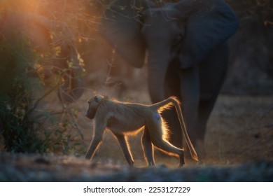 Fauna del Parque Nacional Mana Pools, Zimbabue, África: Silhoutte de Chacma Baboon, Papio ursinus, retroiluminado por el sol poniente, caminando contra elefantes africanos en el fondo.