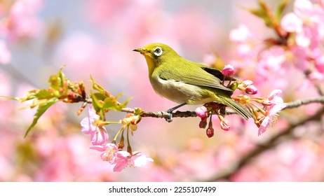 緑の日本の白い目の鳥は、ぼかした背景にピンクの花の花の木の枝に立っています4k hd鳥