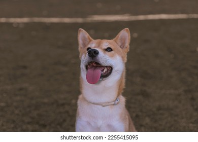 舌を出してカメラを見て嬉しそうな日本の犬の子犬の柴犬