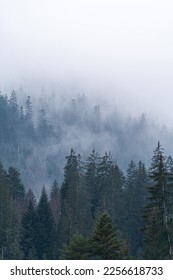 Daylight at the end of the foggy forest road 2K wallpaper download