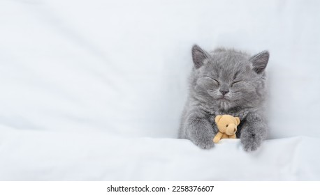 cute kitten sleeping hugging toy HD wallpaper download