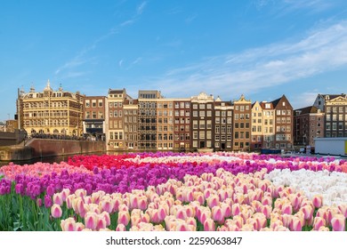 Amsterdam Países Bajos, horizonte de la ciudad en el paseo marítimo del canal con flor de tulipán de primavera
