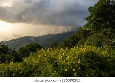 Thick Bush of Sunflowers Sit Below Cloudy Ridge In Great Smoky Mountains National Park