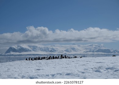 Koloni penguin Antartika di jalan raya penguin dengan gunung es gletser alpen bersalju latar belakang salju antartika dengan pemandangan samudra dan laut terbentang di lanskap berbatu campuran chinstrap dan penguin adeli berwarna biru