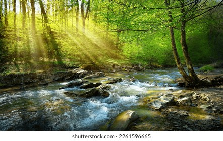 spring forest nature landscape,  beautiful spring stream, river rocks in mountain forest