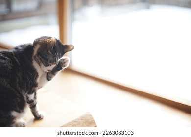 Un vecchio gatto soriano che si lava la faccia sullo sfondo di un giardino innevato