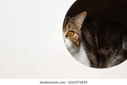 Libélula espreitando de uma caixa de papelão branca com um furo decorativo. Faixa de gato, espaço para texto, foco seletivo