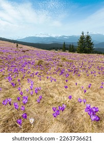 Renkli çiçek açan mor menekşe Crocus heuffelianus (Crocus vernus) ilkbahar Karpat dağ plato vadisinde, Ukrayna'da alpin çiçekler. Geniş alan derinliğine sahip dört katmanlı görüntü.