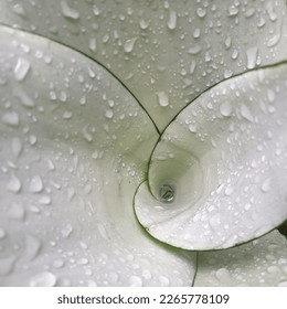 schöne nasse Blumen, die Regentropfen ausgesetzt sind