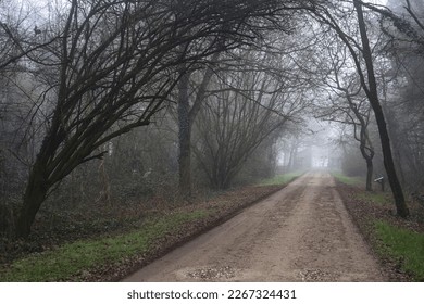 Path  in a park with a gloomy bare tree at its edge on a foggy day in the italian countryside in winter