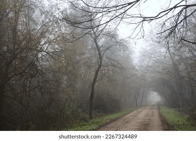 Path  in a park with a gloomy bare tree at its edge on a foggy day in the italian countryside in winter