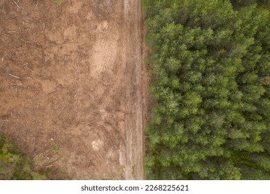Drone photography of deforested site, maintenance road and new trees growing during summer day