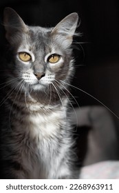Chân dung một con mèo xám xinh đẹp với đôi mắt màu vàng trên nền đen