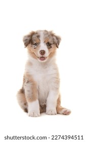白い背景に座ってカメラを見ているかわいいオーストラリアンシェパードの子犬