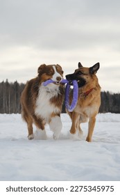 Australian and German Shepherd active and energetic dog breeds. Concept pets have fun in nature without people. Two dogs best friends playing in winter snow park together. Game tug of war.
