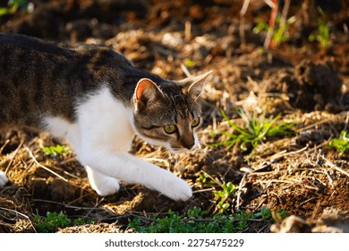 много внимателна котка, която се опитва да хване мишка. детайл.