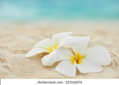 dos flores en la playa