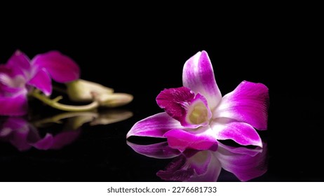 Floare de orhidee violet și reflecție pe fundal negru.