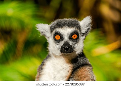 Lemure dalla coda ad anelli (Lemur catta) - primate strepsirrino in via di estinzione endemico dell'isola del Madagascar