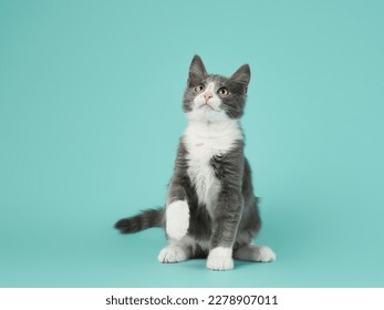 Gatito gris y blanco juega sobre un fondo menta. Gato joven y lindo en el estudio.