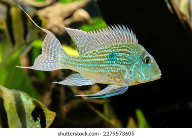 Geophagus Sven (lat. Geophagus sveni) dengan jalur yang cantik pada latar belakang gelap dasar laut. Hidupan laut, ikan, subtropika.