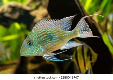 Geophagus Sven (lat. Geophagus sveni) dengan jalur yang cantik pada latar belakang gelap dasar laut. Hidupan laut, ikan, subtropika.