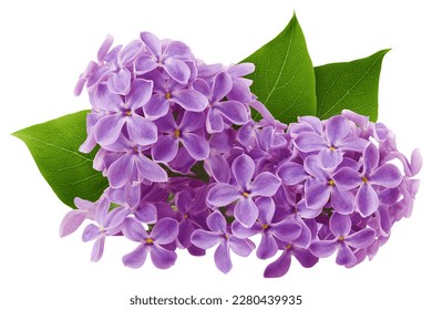 lilac flower isolated on white background, full depth of field, clipping path