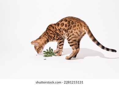 Stüdyo çekiminde bengal kedi yavrusu beyaz arka planda yeşil yapraklarla oynuyor