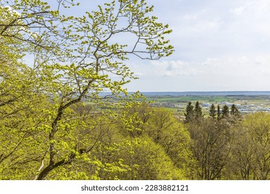 Vedere peisaj cu copaci verzi în devenire primăvara