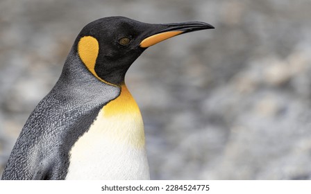 Close-up lateral kepala penguin raja dengan latar belakang buram