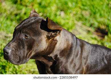 Bellissimo ritratto di American pitbull terrier. Animale domestico sano e atletico, forte e da guardia. Cane nero in piedi che cammina nel parco. Bellissimo cane con pelo nero lucido e occhi marroni.