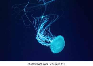 Água-viva fluorescente nada debaixo d'água em piscina de aquário com luz neon azul. A urtiga marinha do Atlântico chrysaora quinquecirrha em água azul, oceano. Teriologia, turismo, mergulho, vida submarina.