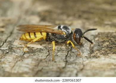 Natural detailed close up on a colorful yellow striped European beewolf, Philanthus triangulum on a piece of wood