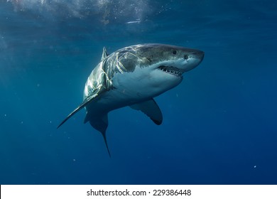Grote witte haai in de Stille Oceaan