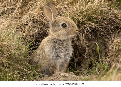 European Rabbit 2K wallpaper download