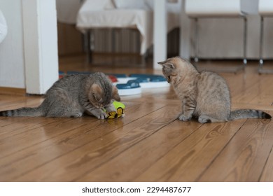 Anak Kucing British Shorthair Bertabur Emas yang Suka Bermain di Rumah