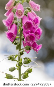 dedaleira rosa com muitas flores desabrochando usada para extração de digitalis