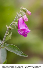 dedaleira rosa usada na medicina herbal