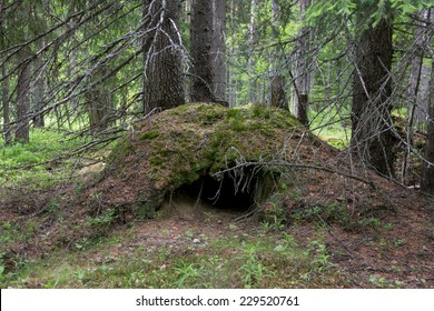 Una guarida abandonada de un oso en lo profundo del bosque