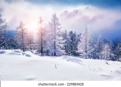 Schneebedeckte Bäume in den Bergen bei Sonnenuntergang. Schöne Winterlandschaft. Winterwald. Kreativer Toning-Effekt