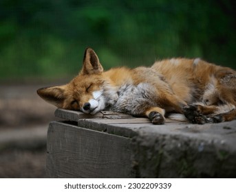 Erwachsener Rotfuchs schläft in der Natur, Nahaufnahme