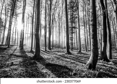 skov - sort/hvid fotografering