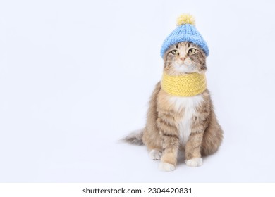 Hermoso gato con bufanda amarilla de punto y sombrero azul. Precioso gatito vestido con un traje de punto. Cuidado de mascotas. Ropa para animales. Foto de estudio de Kitten en traje festivo. pancarta web. copia espacio