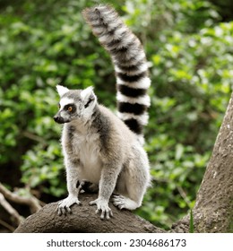 Ritratto di lemure dalla coda ad anelli in Monkeyland