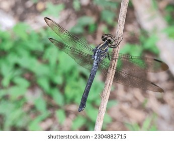 Vilin konjic na maloj drvenoj grani. Vilin konjic je leteći insekt koji pripada infraredu Anisoptera ispod reda Odonata.