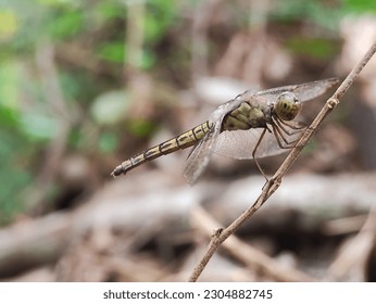 Vilin konjic na maloj drvenoj grani. Vilin konjic je leteći insekt koji pripada infraredu Anisoptera ispod reda Odonata.